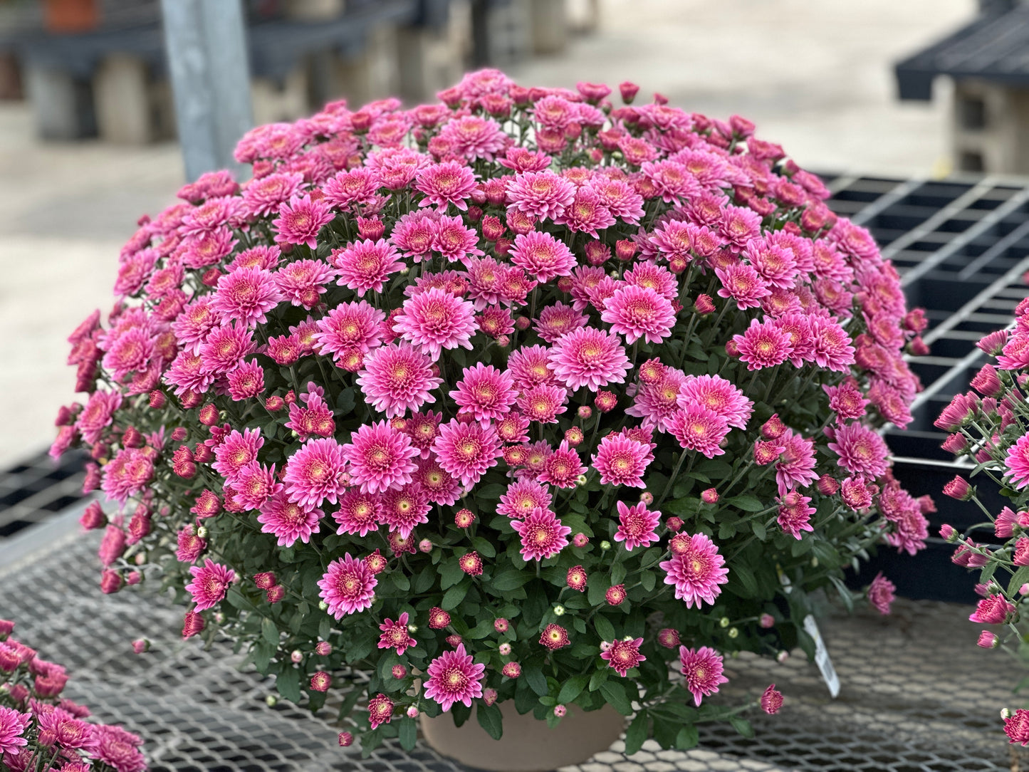 GARDEN MUMS AMIKO VIOLET - 10" Pot