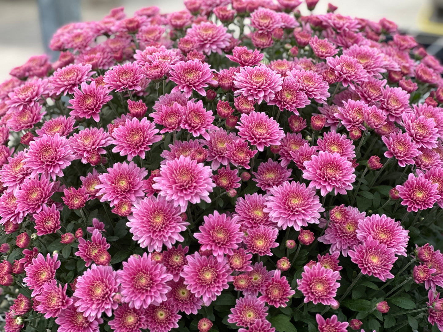 GARDEN MUMS AMIKO VIOLET - 10" Pot