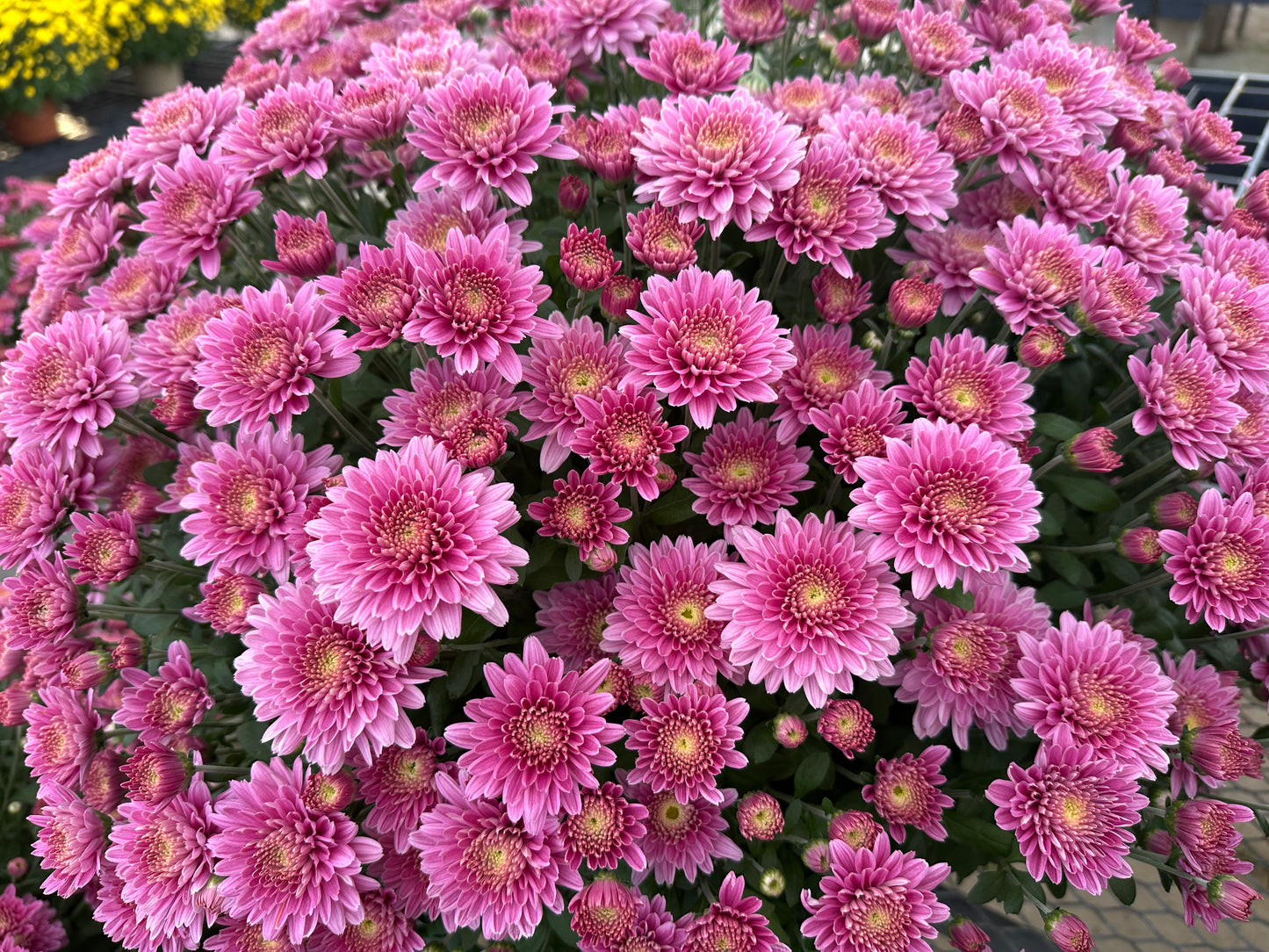 GARDEN MUMS AMIKO VIOLET - 10" Pot