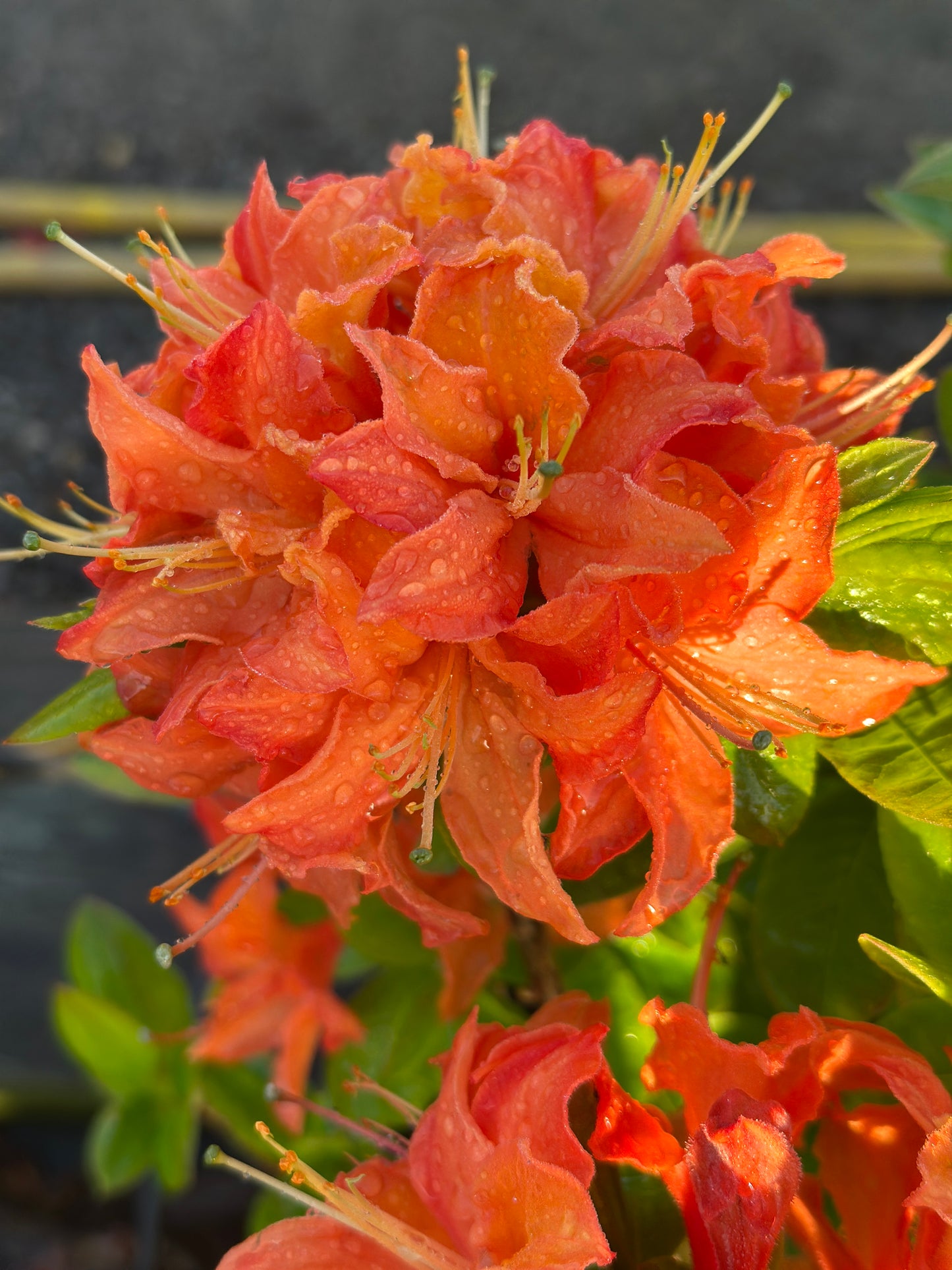 Azalea exbury 'Mandarin Lights'