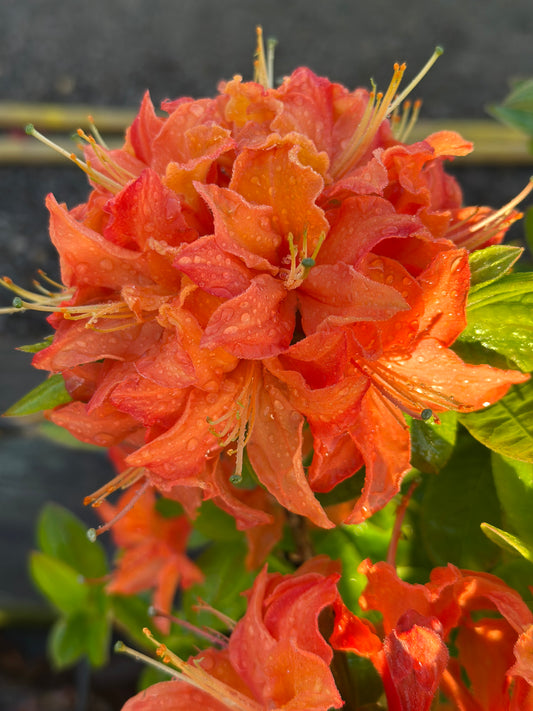 Azalea exbury 'Mandarin Lights'