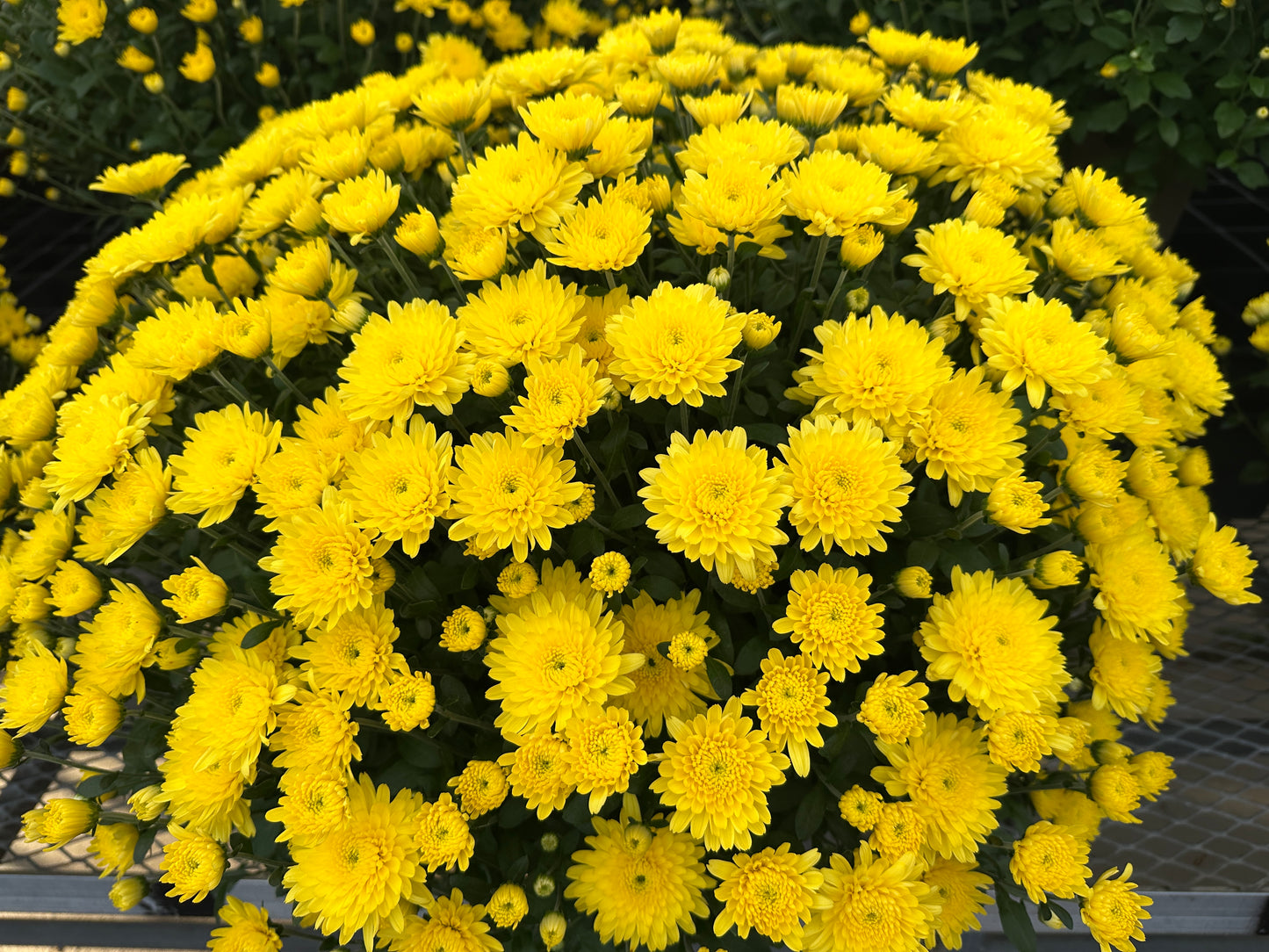 GARDEN MUMS AMIKO YELLOW - 10" Pot