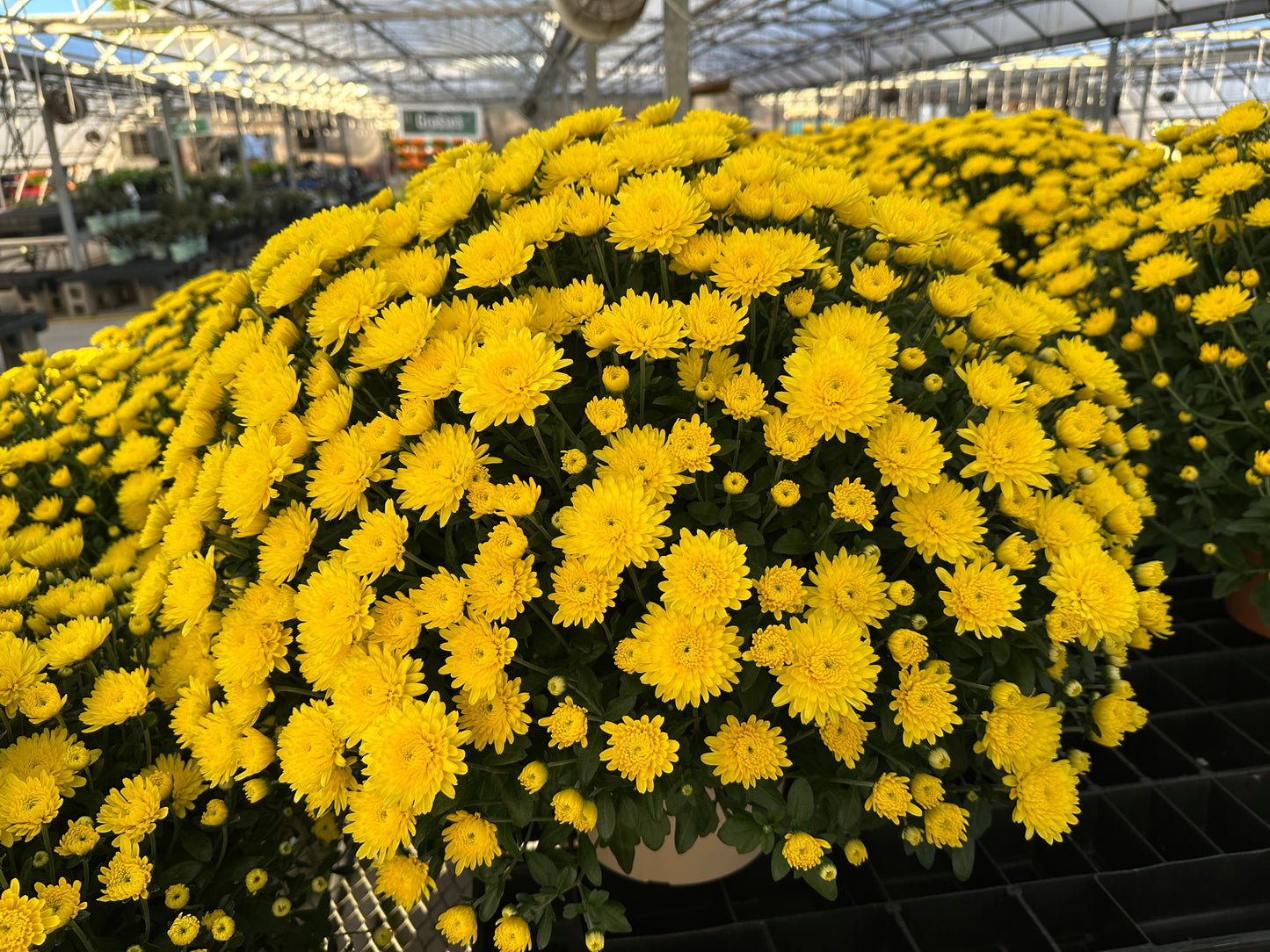 GARDEN MUMS AMIKO YELLOW - 10" Pot