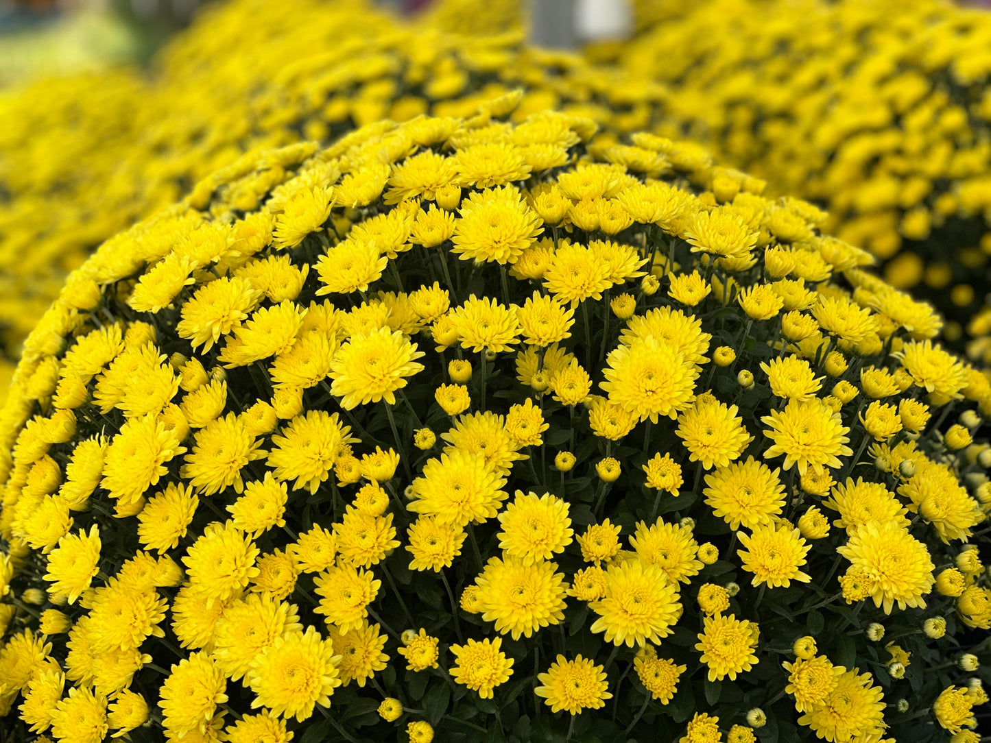 GARDEN MUMS AMIKO YELLOW - 10" Pot