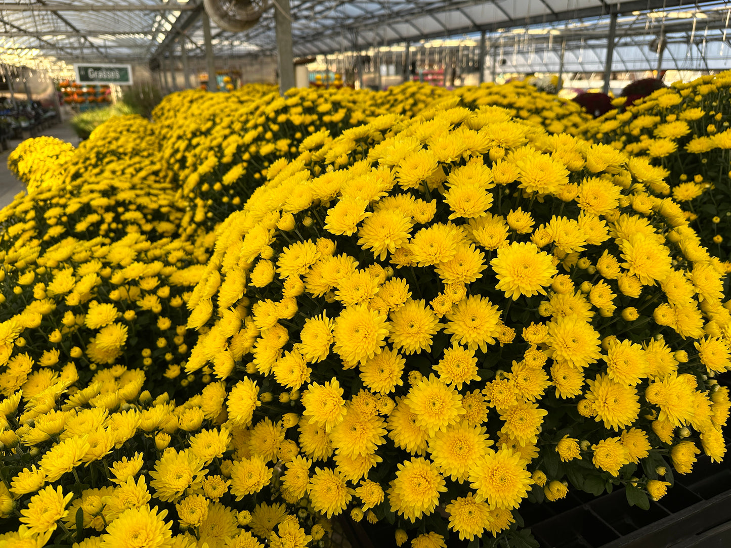 GARDEN MUMS AMIKO YELLOW - 10" Pot