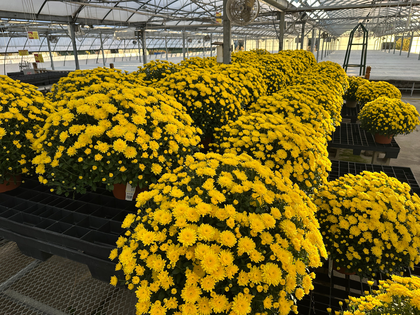 GARDEN MUMS AMIKO YELLOW - 10" Pot
