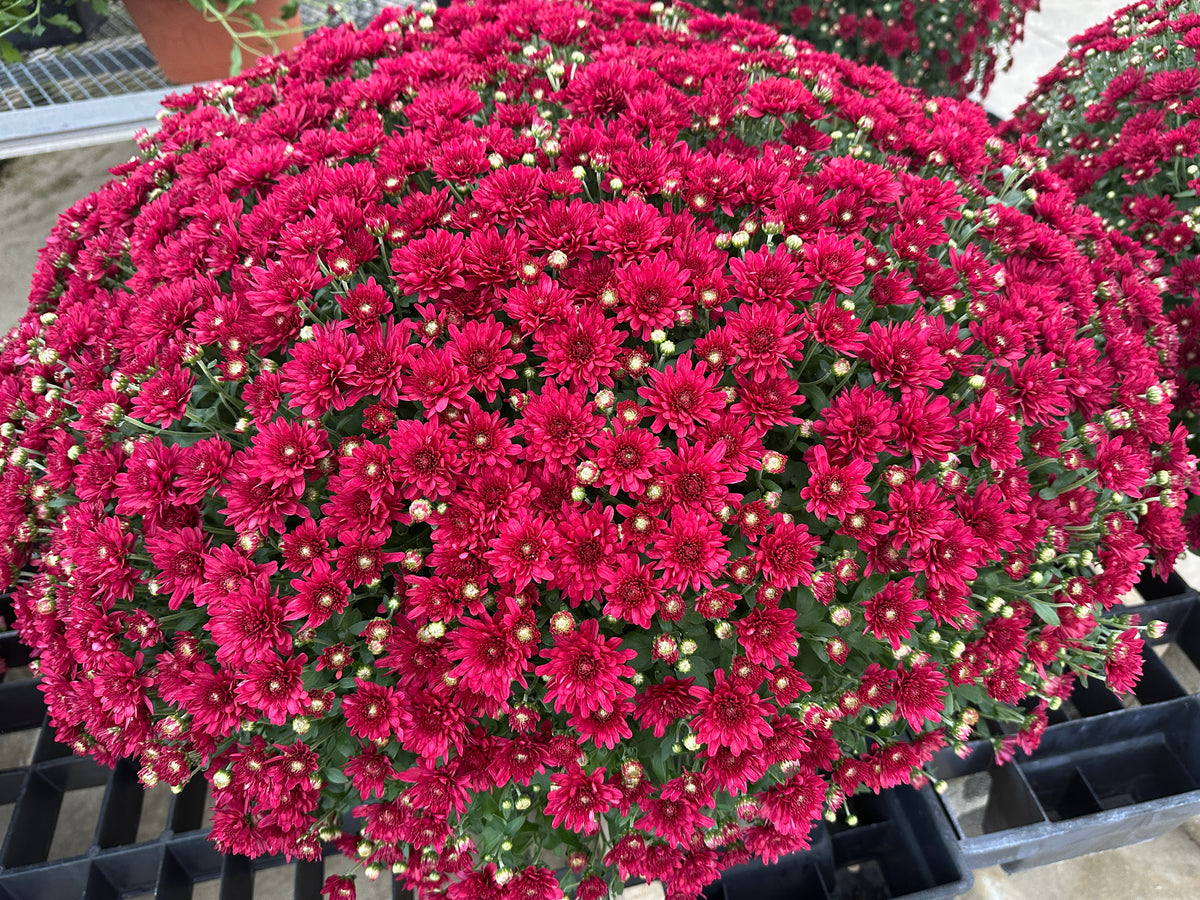 GARDEN MUMS WANDA RED - 12" POT