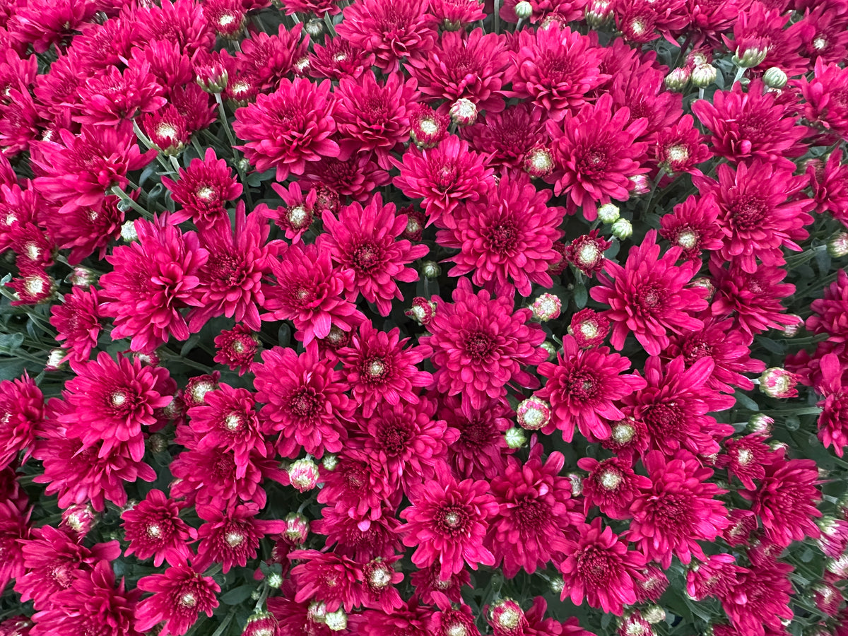 GARDEN MUMS WANDA RED - 12" POT