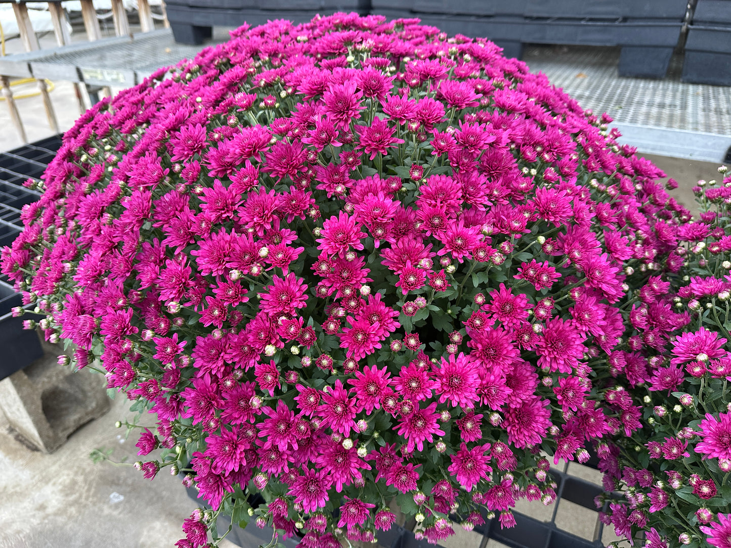 GARDEN MUMS WANDA PURPLE - 10" Pot