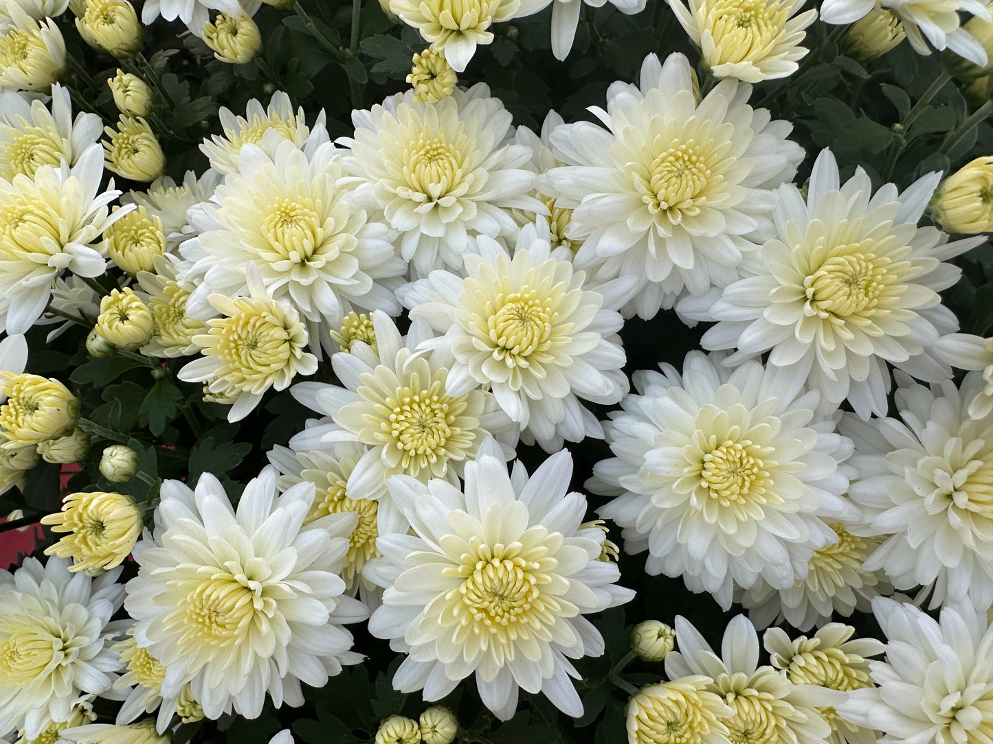 GARDEN MUMS WILMA WHITE - 10" POT