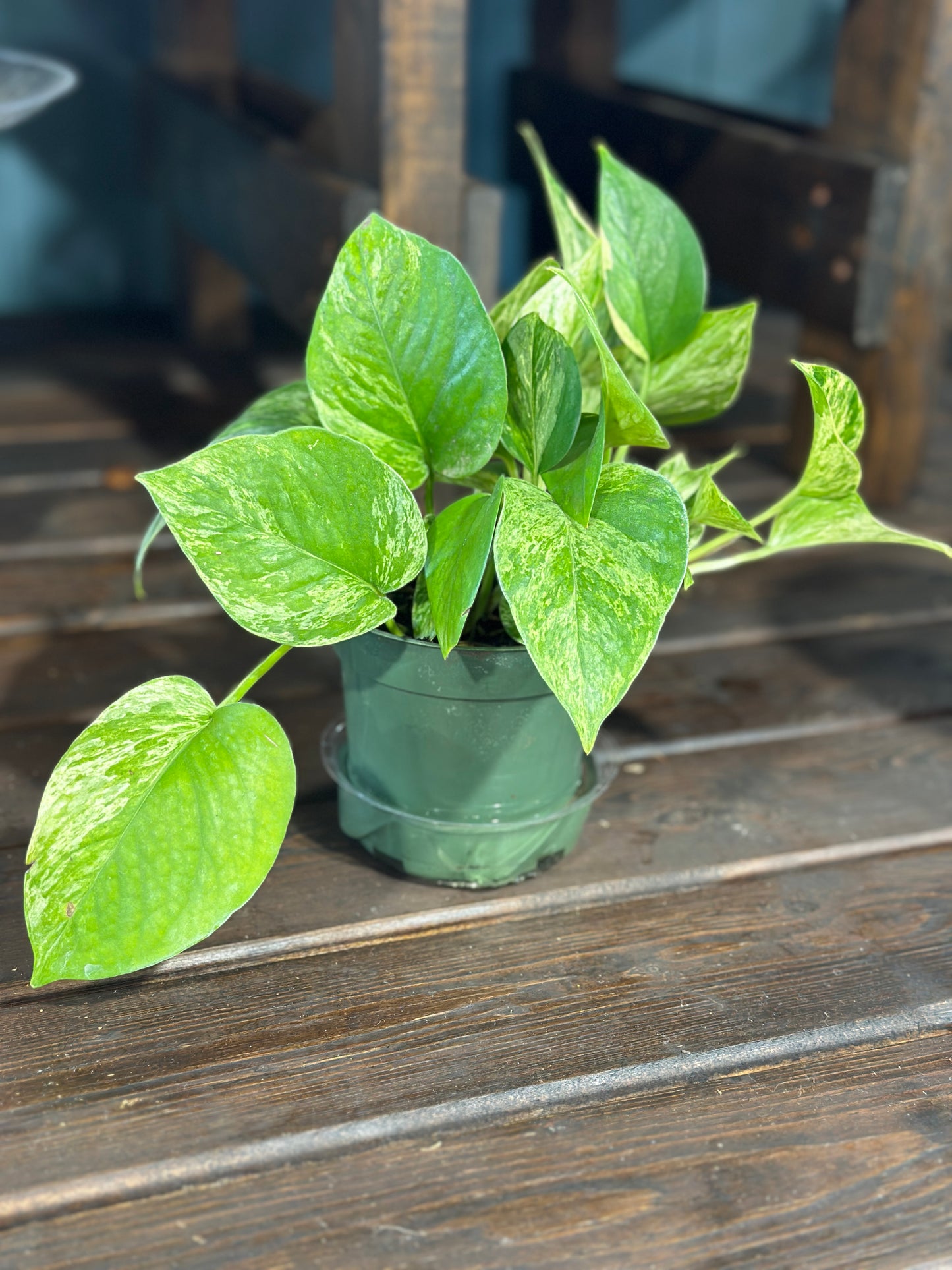 4'' Pothos Marble