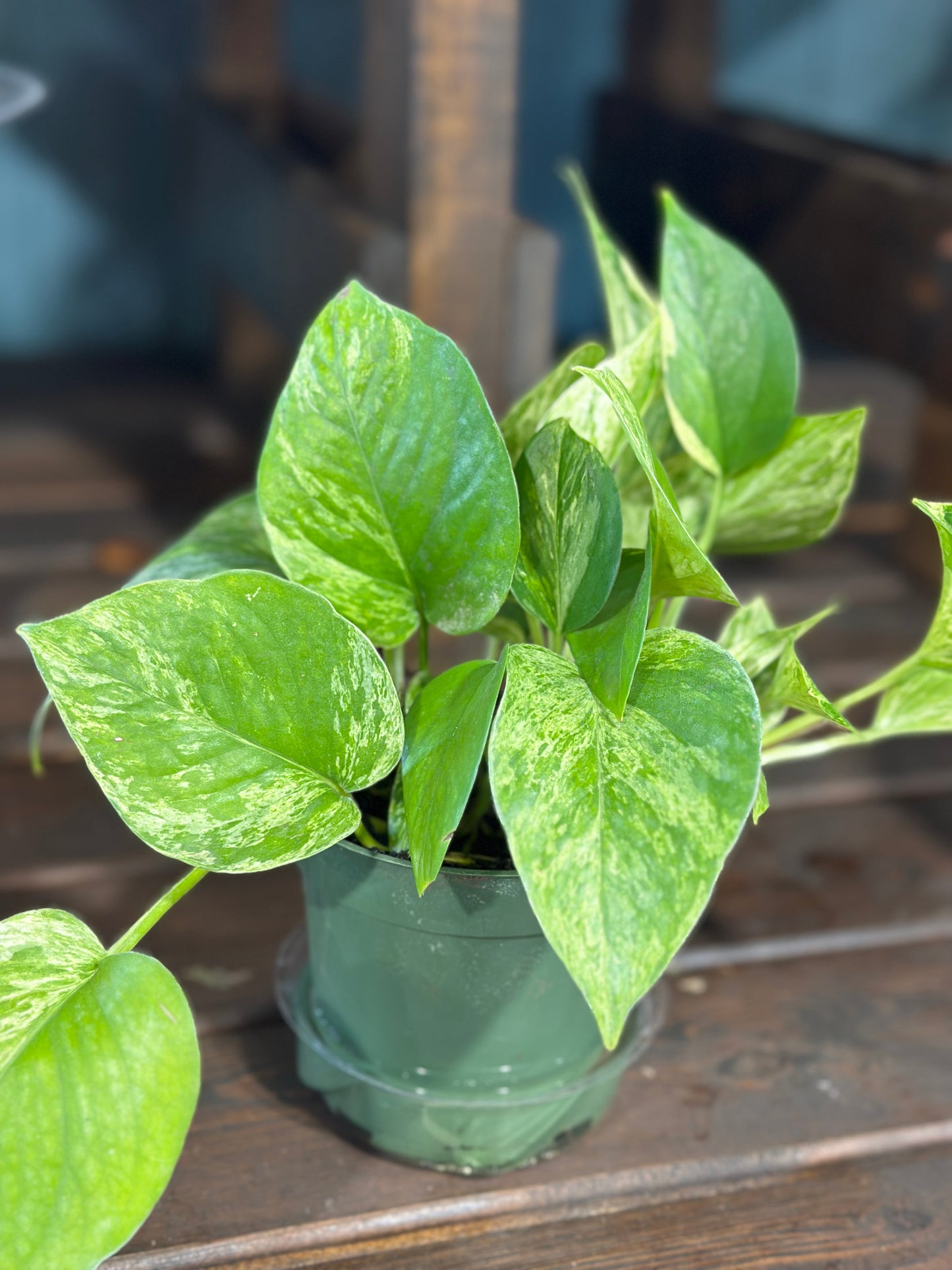 4'' Pothos Marble