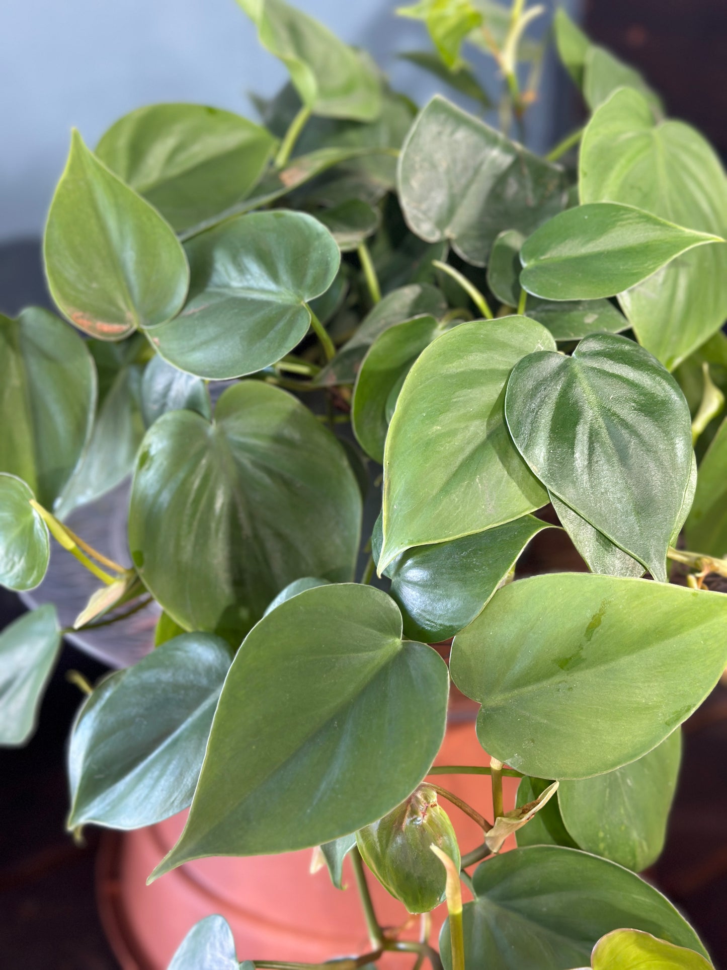 6'' Philodendron Cordatum