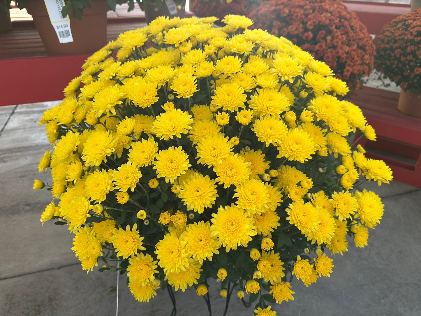 GARDEN MUMS AMIKO YELLOW - 10" Pot
