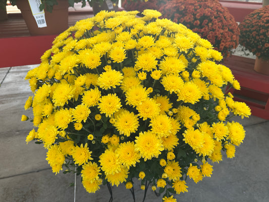 GARDEN MUMS AMIKO YELLOW - 10" Pot