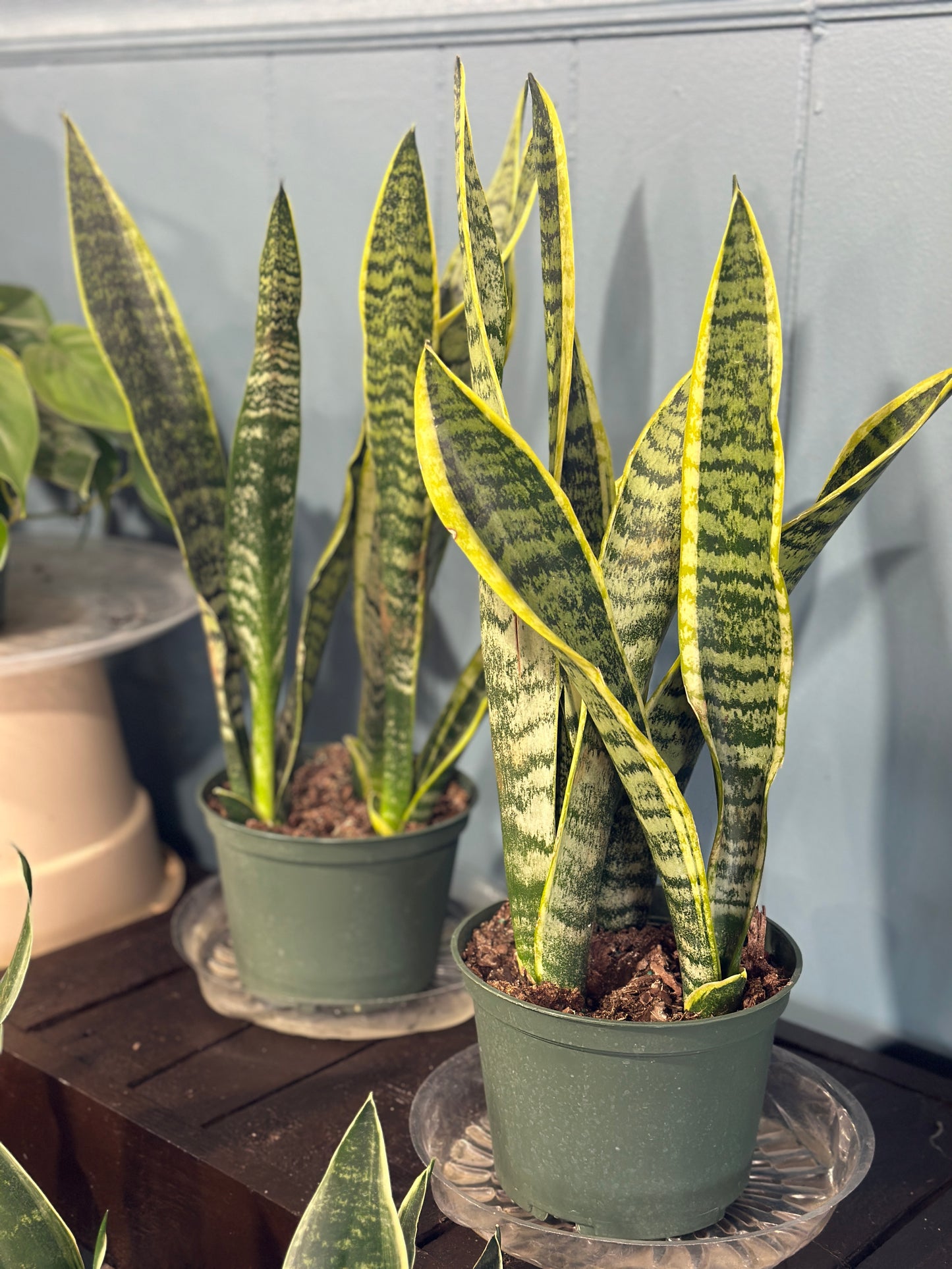 6'' Sansevieria Laurentii