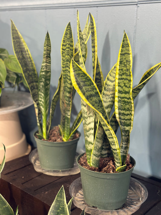 6'' Sansevieria Laurentii