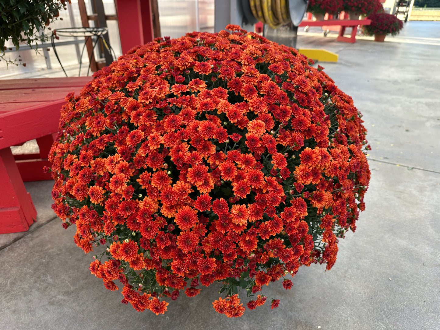 GARDEN MUMS MIORA ORANGE - 12" Pot
