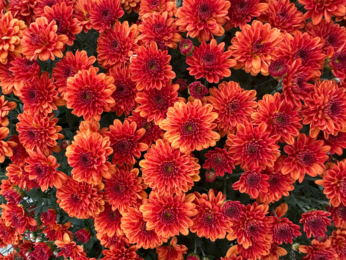 GARDEN MUMS MIORA ORANGE - 12" Pot
