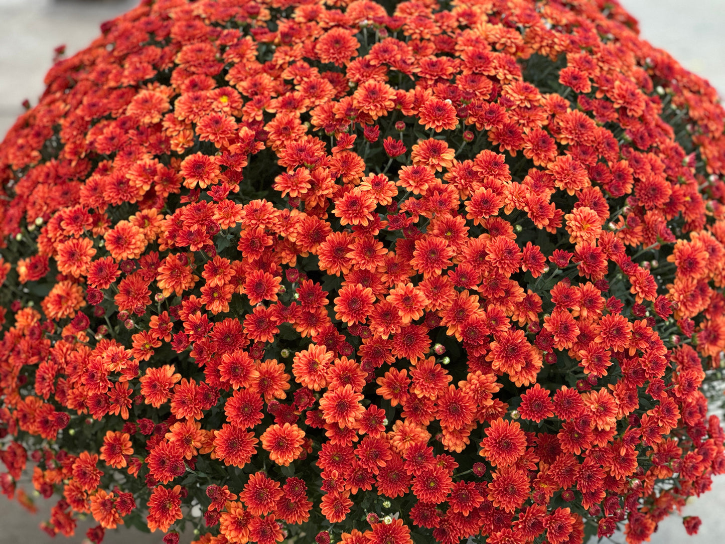 GARDEN MUMS MIORA ORANGE - 12" Pot