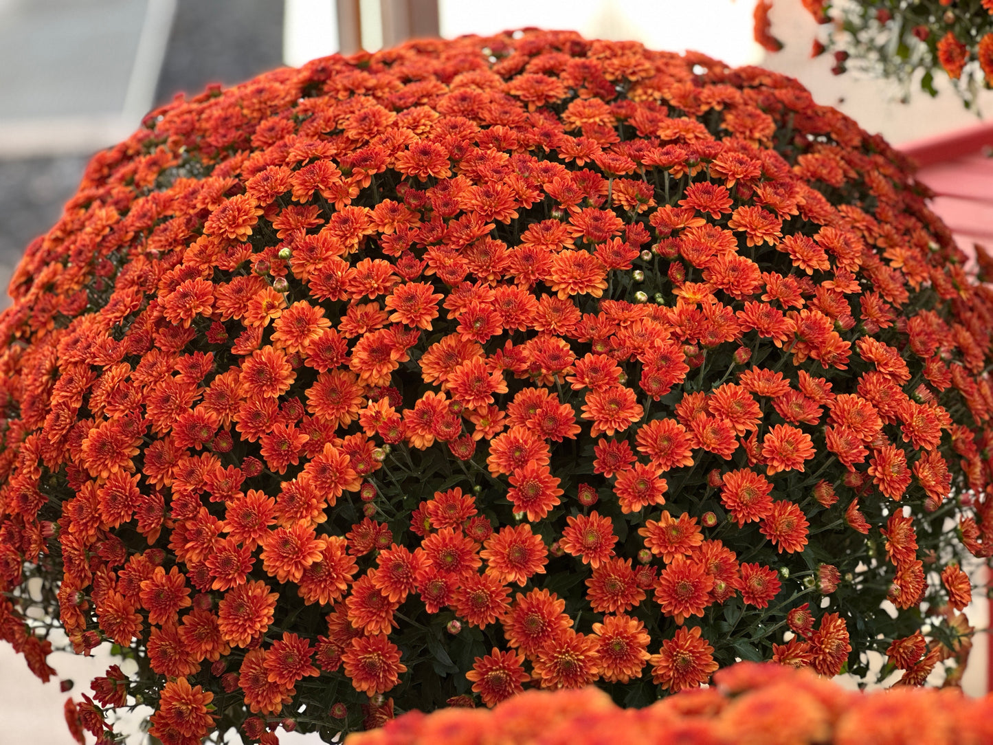 GARDEN MUMS MIORA ORANGE - 12" Pot