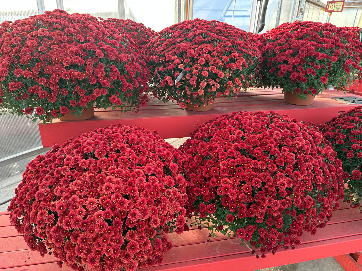 GARDEN MUMS TABITHA SCARLET - 10" Pot