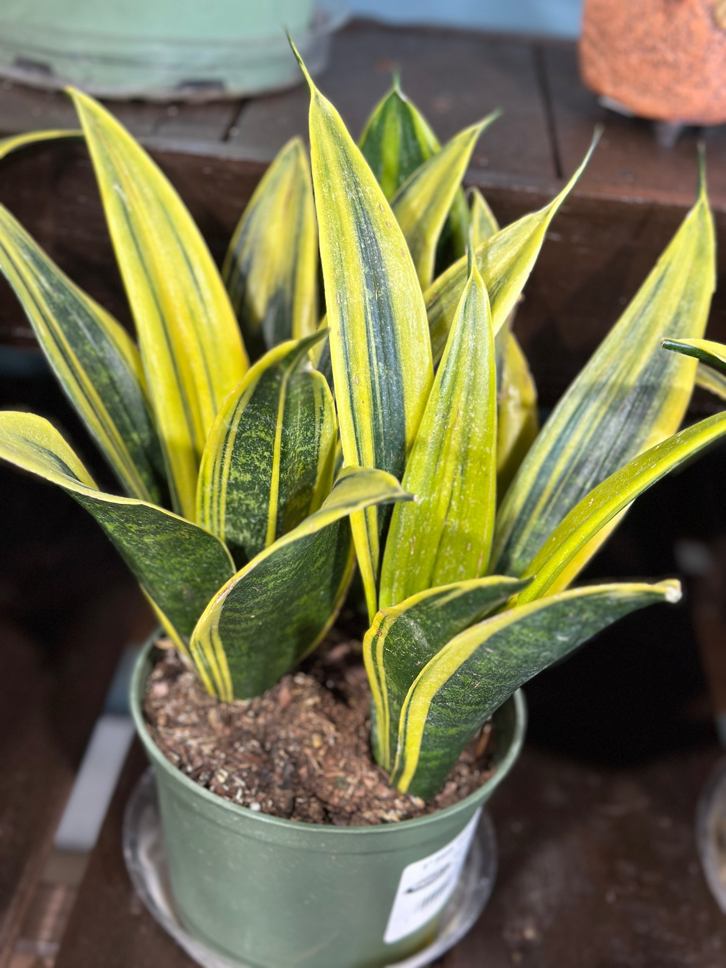 6'' Sanseveria Gold Flame