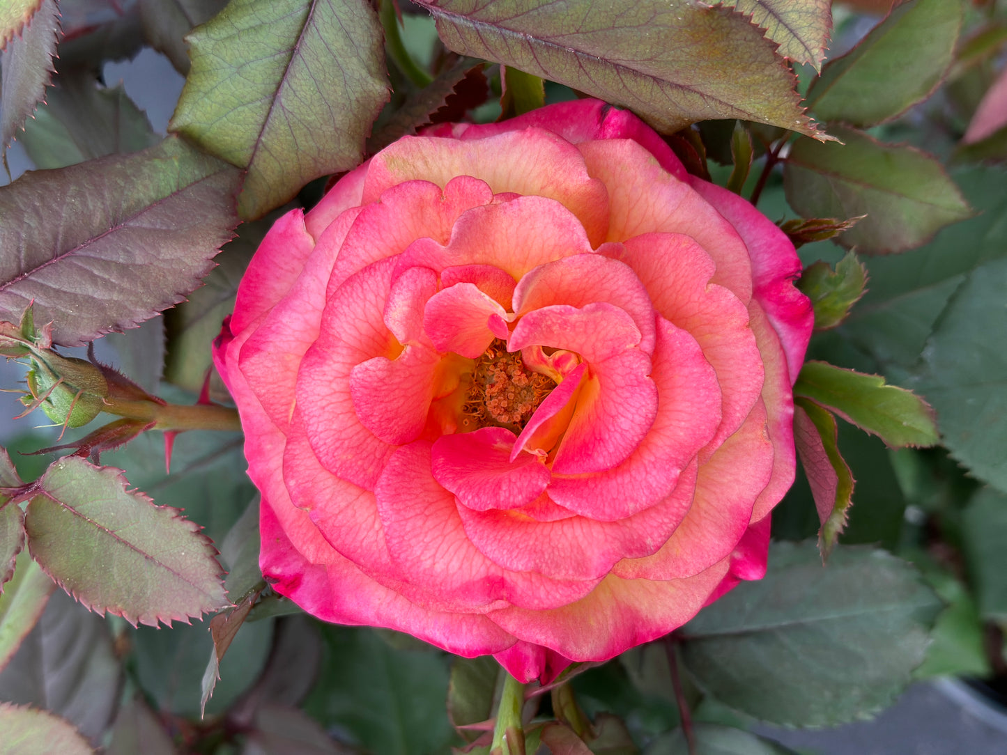 ROSE Dream Come True