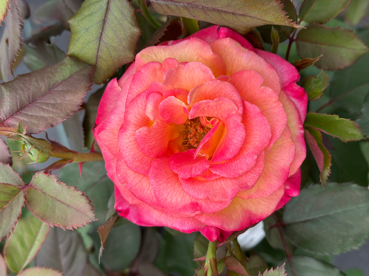 ROSE Dream Come True