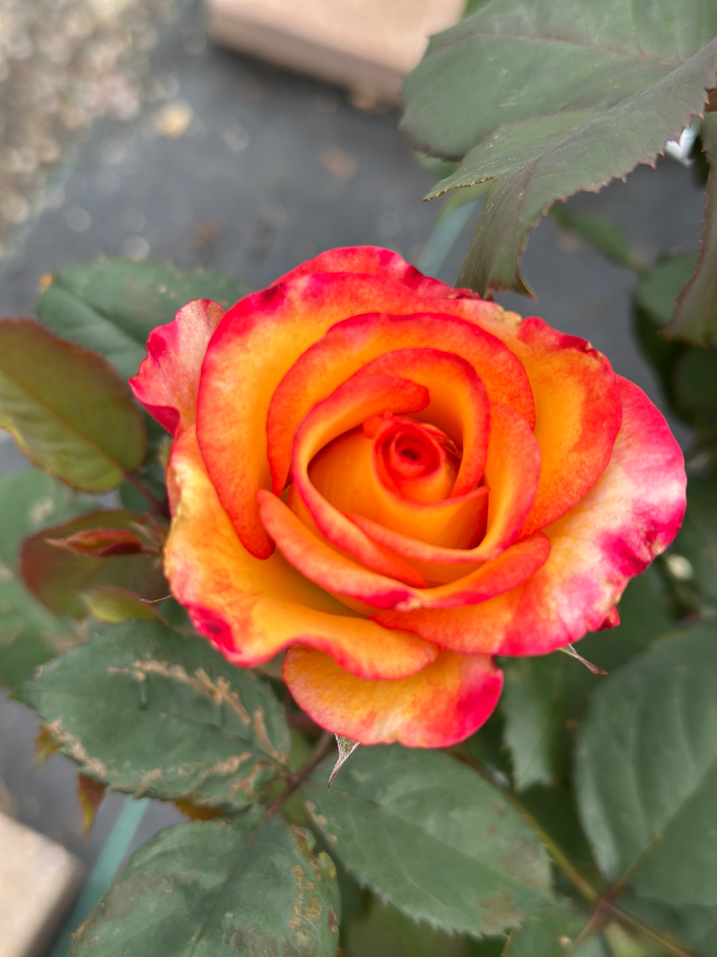 ROSE Dream Come True