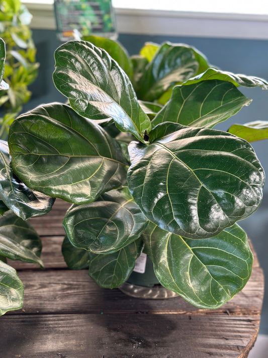 8'' Ficus Lyrata Suncoast