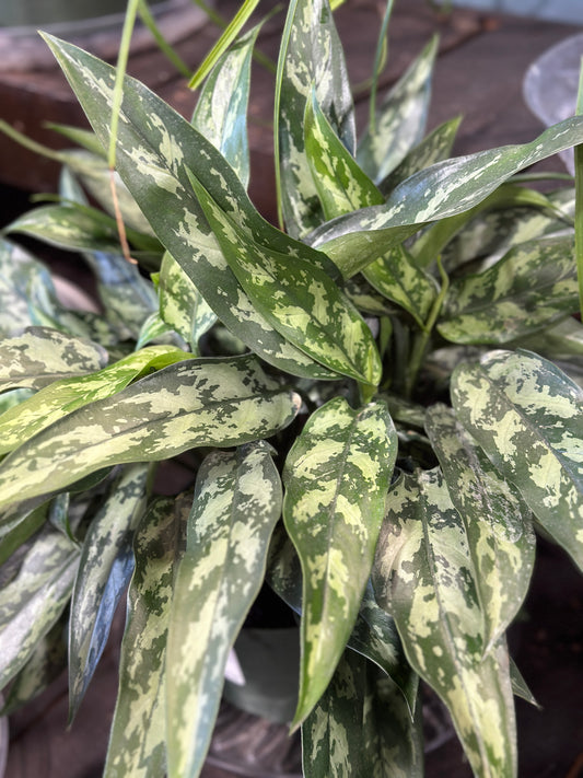 4'' Aglaonema Maria