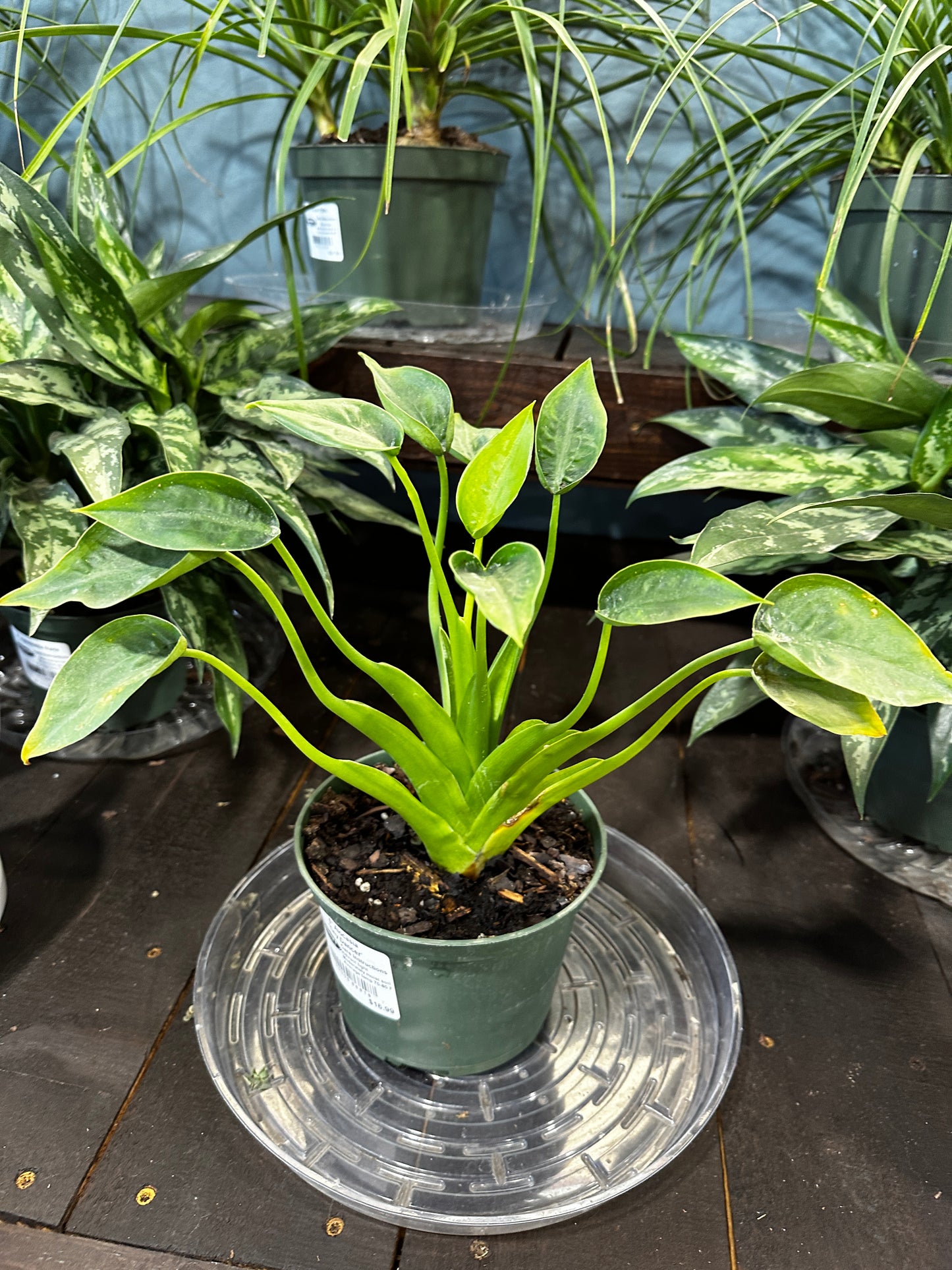 4'' Alocasia Tiny Dancer