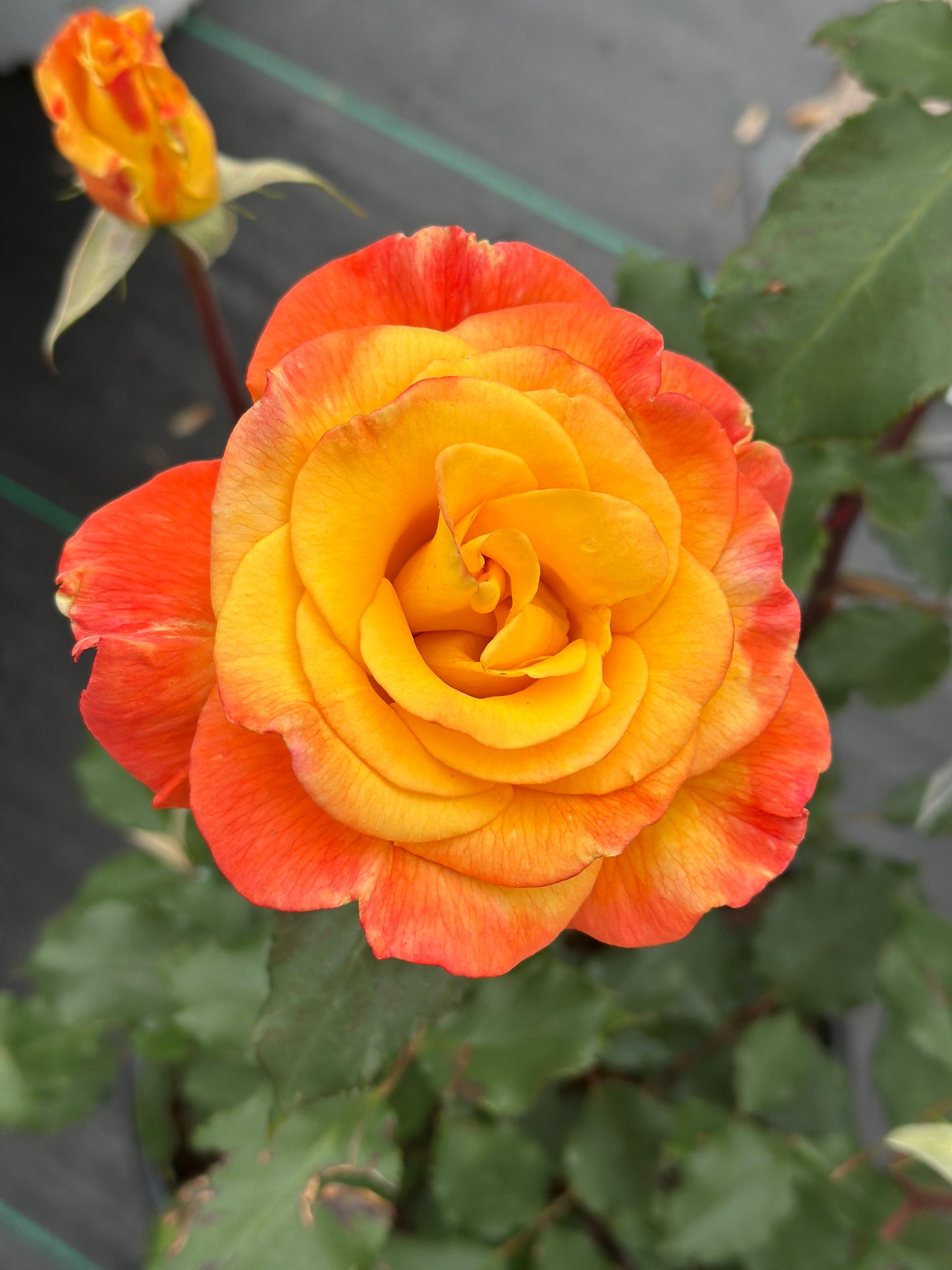 ROSE Rio Samba