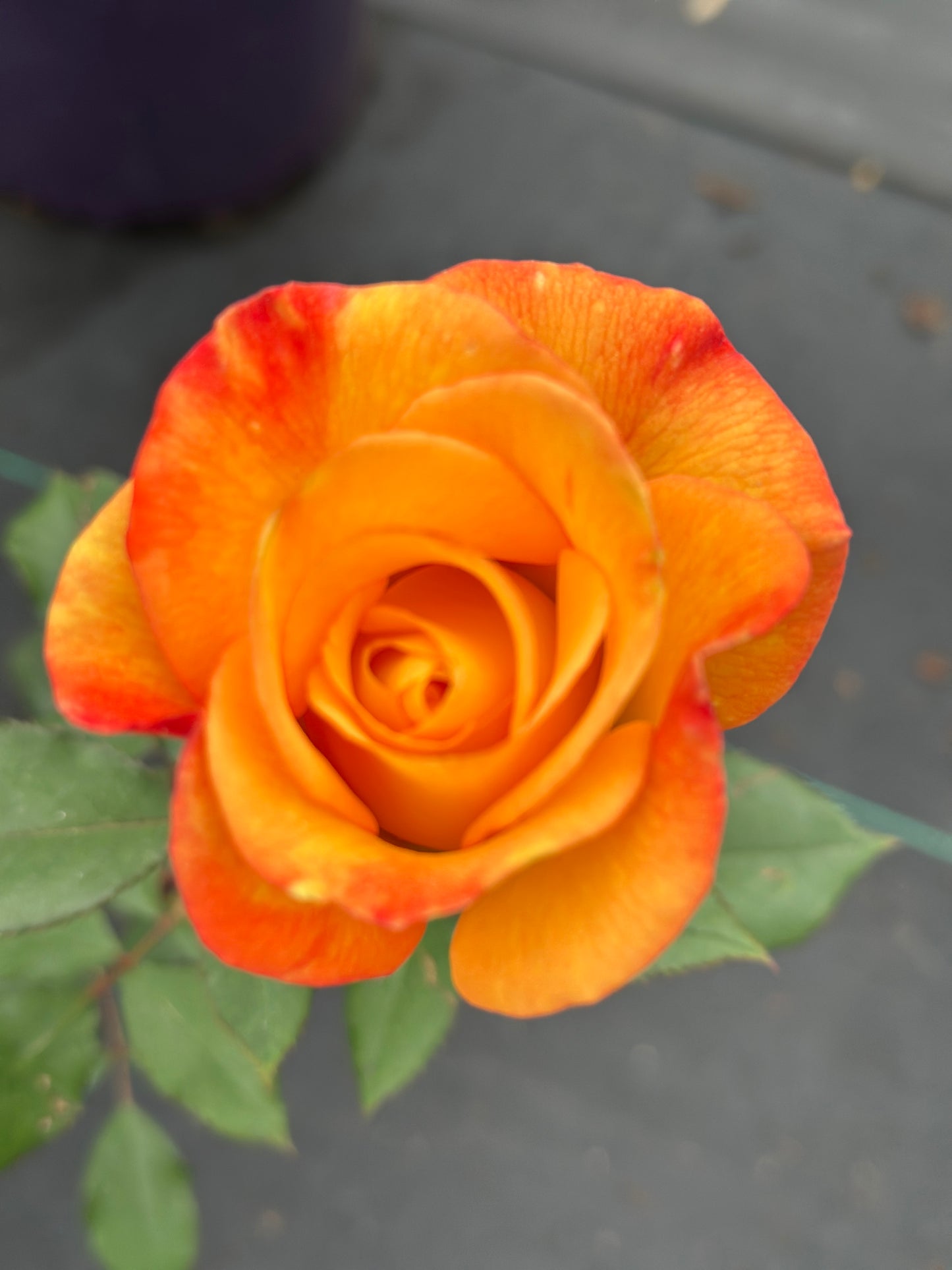 ROSE Rio Samba