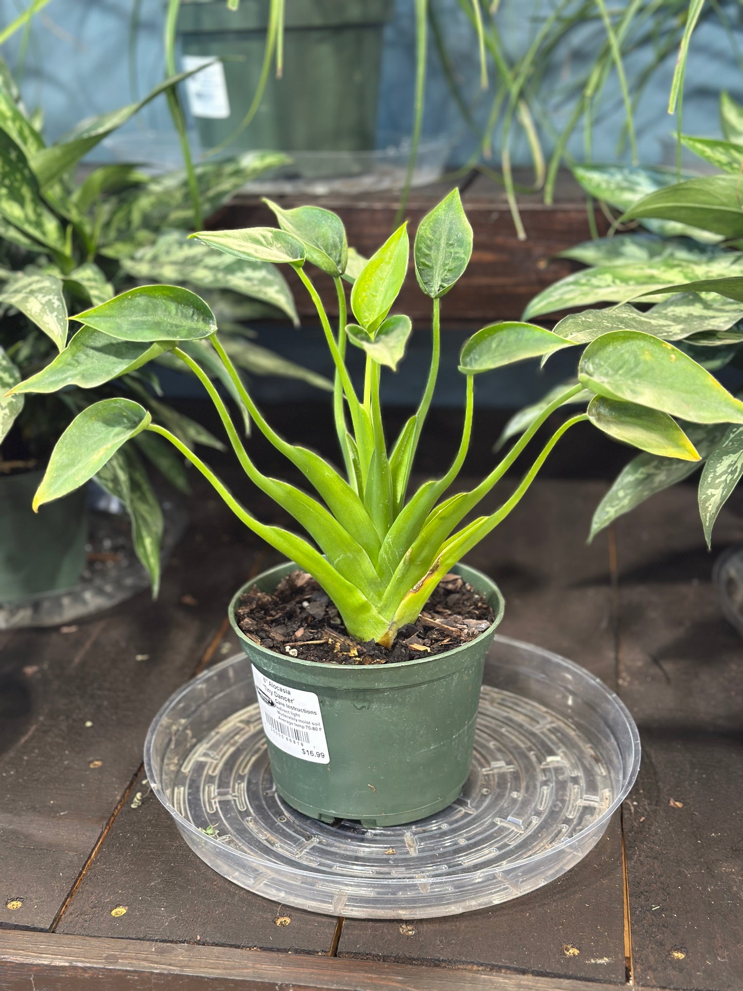 4'' Alocasia Tiny Dancer