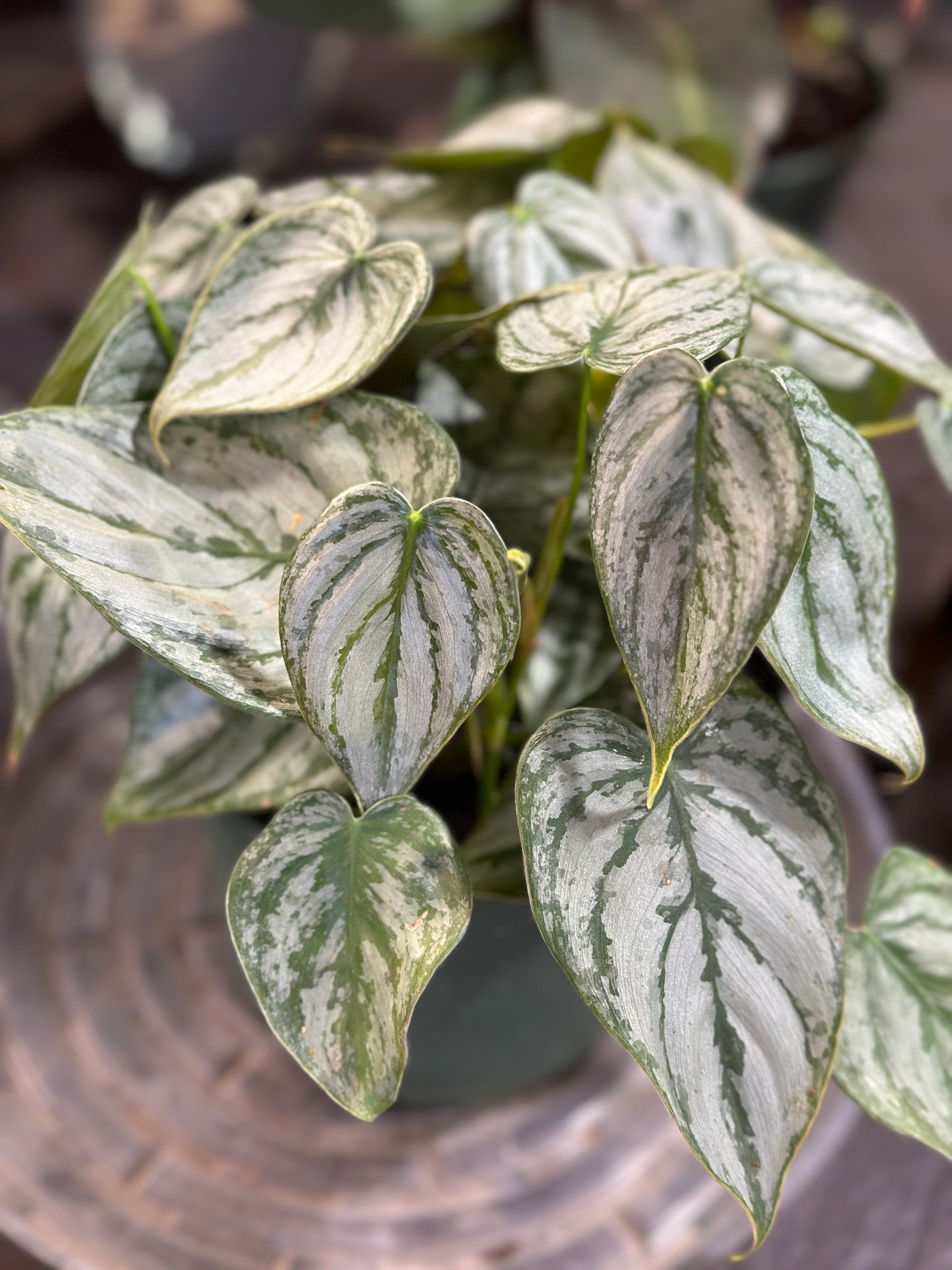 6'' Philodendron QuickSilver