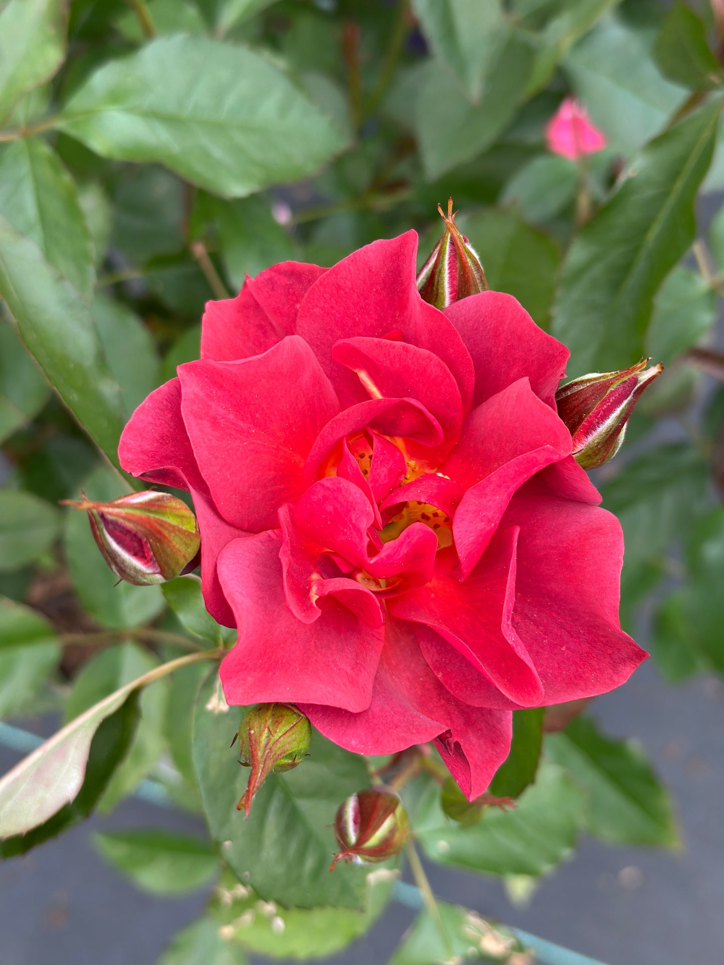 ROSE Cinco de Mayo