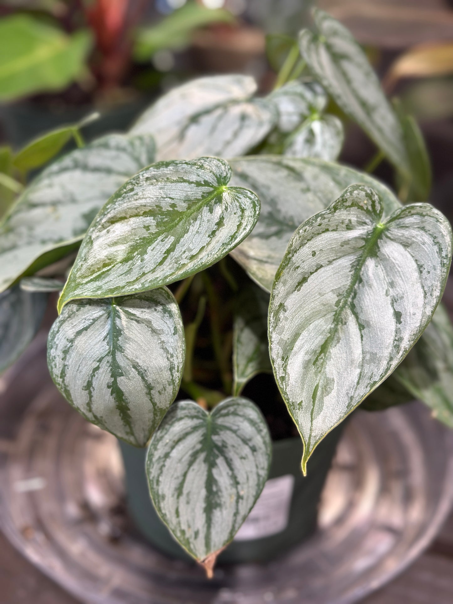 6'' Philodendron QuickSilver
