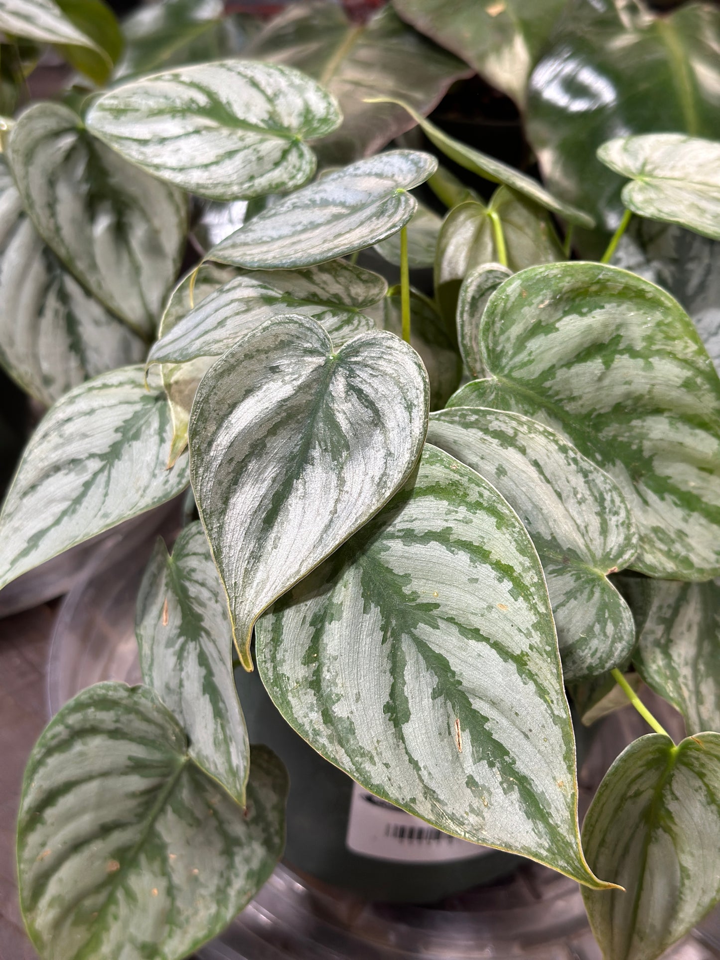 6'' Philodendron QuickSilver