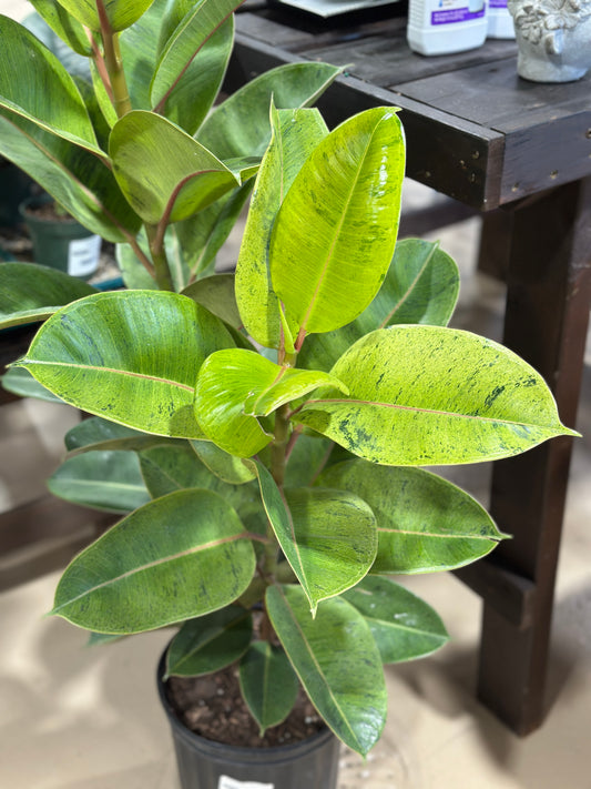 8'' Ficus Shivereana 'Moonshine'