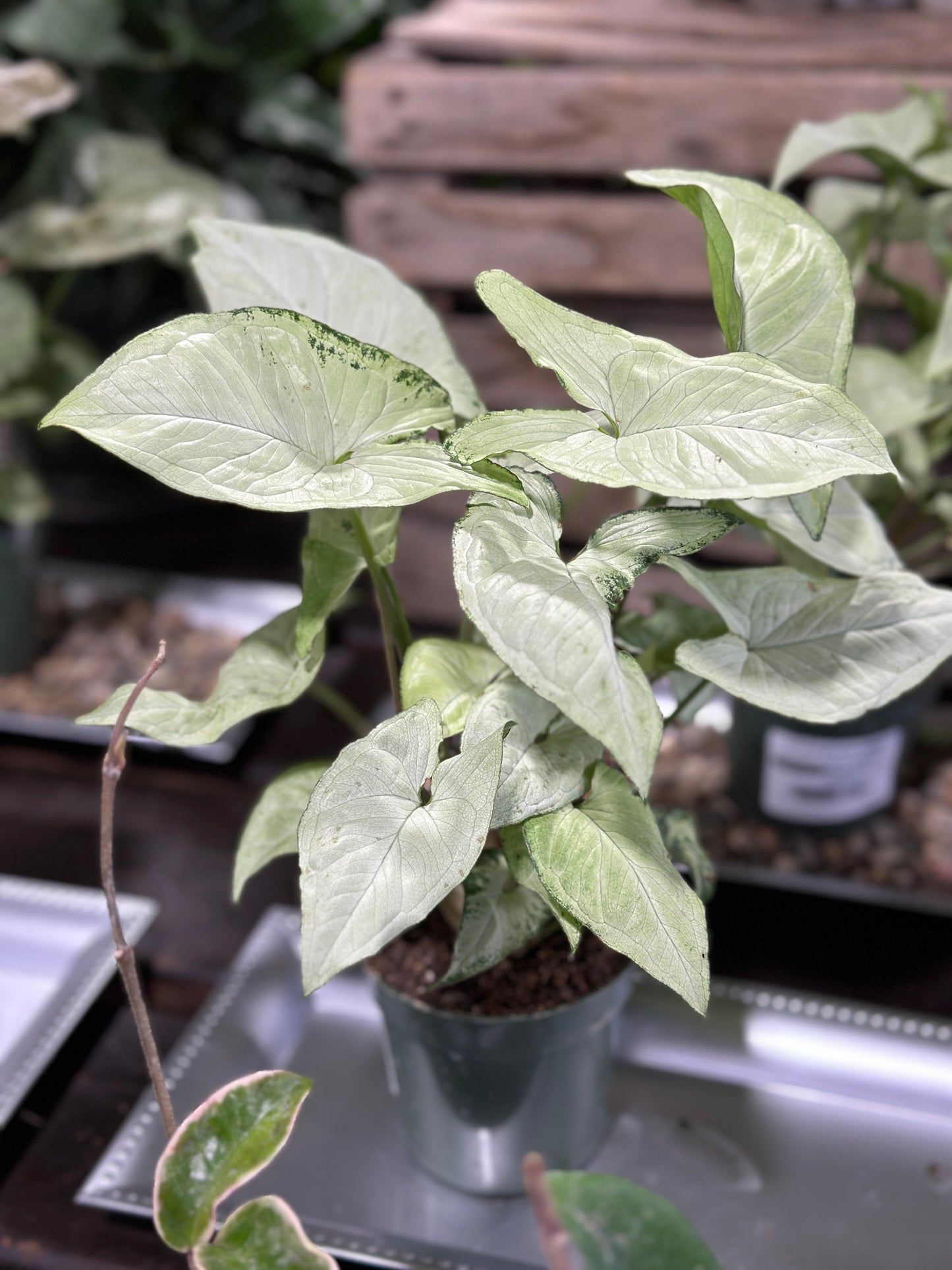 4'' Syngonium Holly