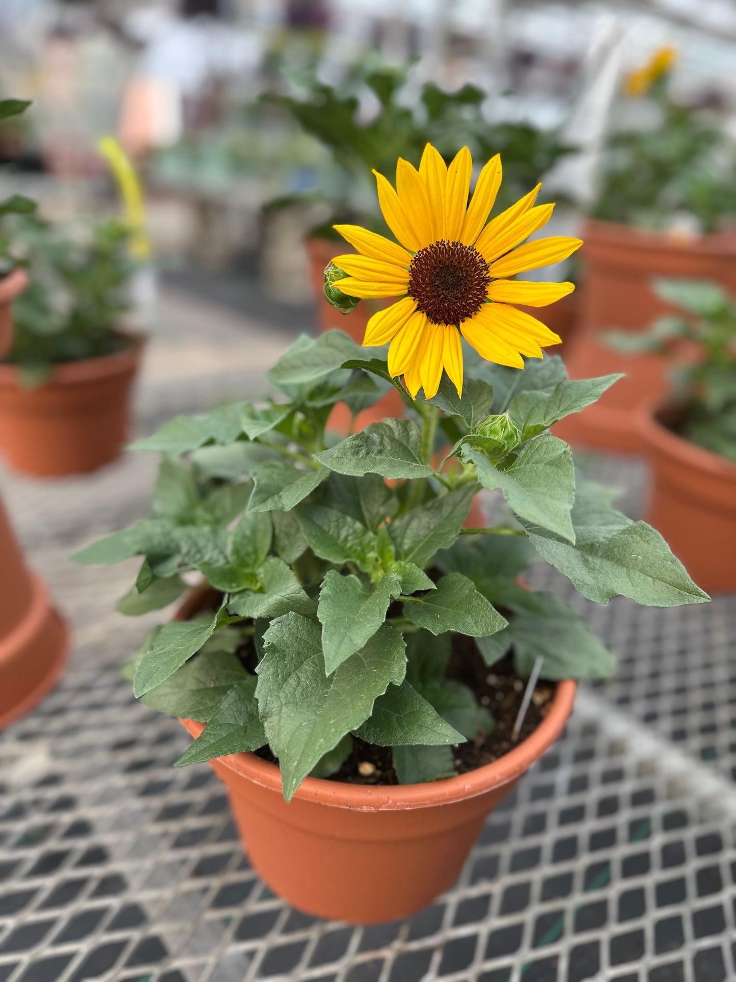 HELIANTHUS SOL SEEKER YELLOW - 10" POT