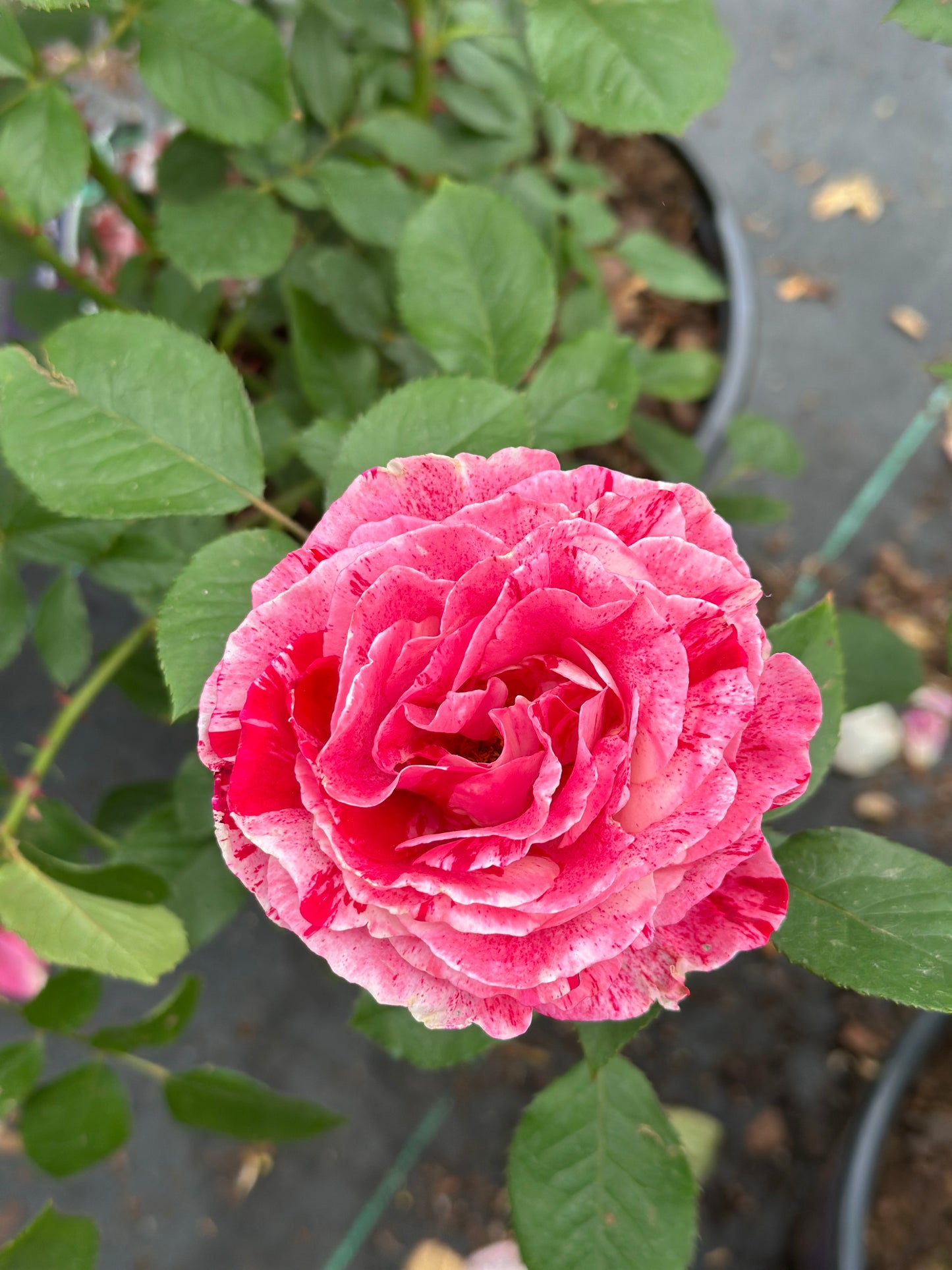 ROSE Scentimental