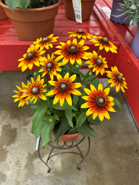 RUDBECKIA SUNBECKIA MIA 10''