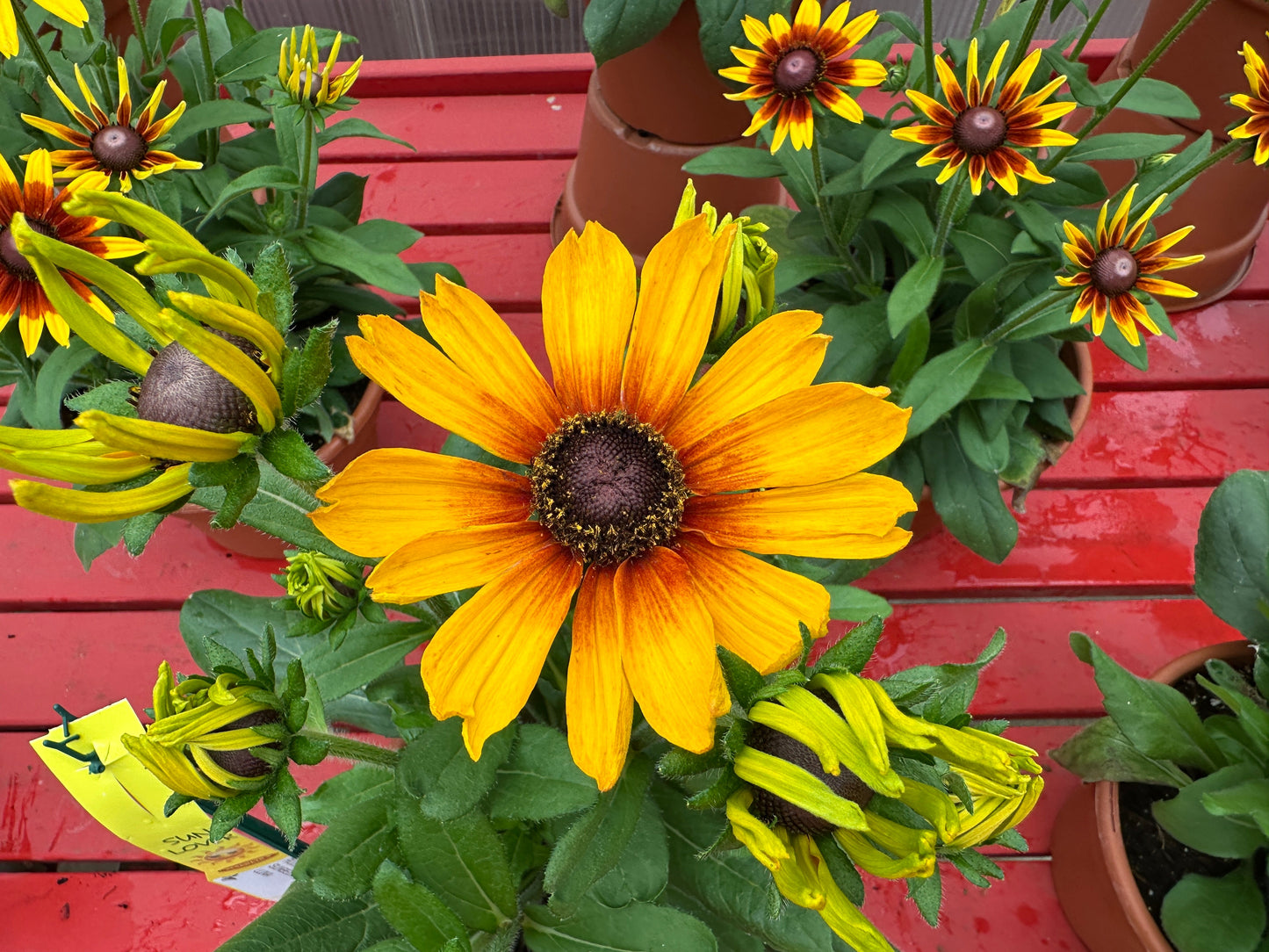 RUDBECKIA SUNBECKIA LUNA 10''