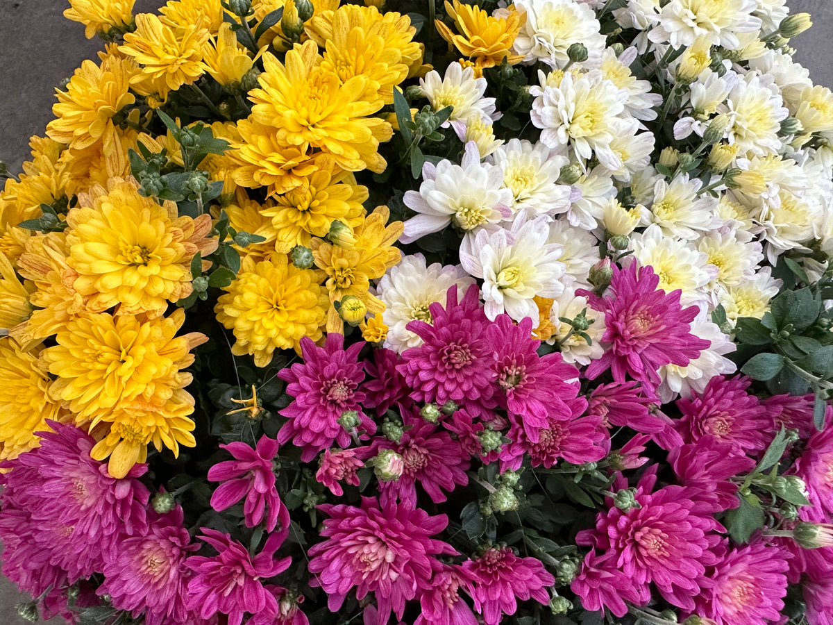 GARDEN MUMS COMBO SOLSTICE - 12" Pot