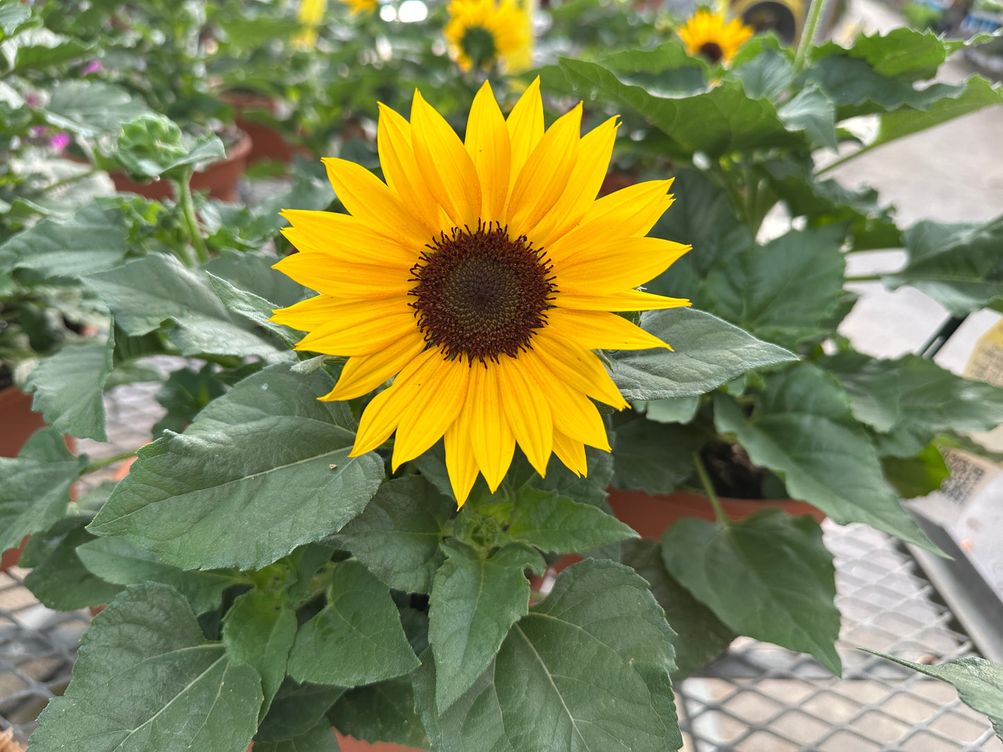 HELIANTHUS SOL SEEKER YELLOW - 10" POT