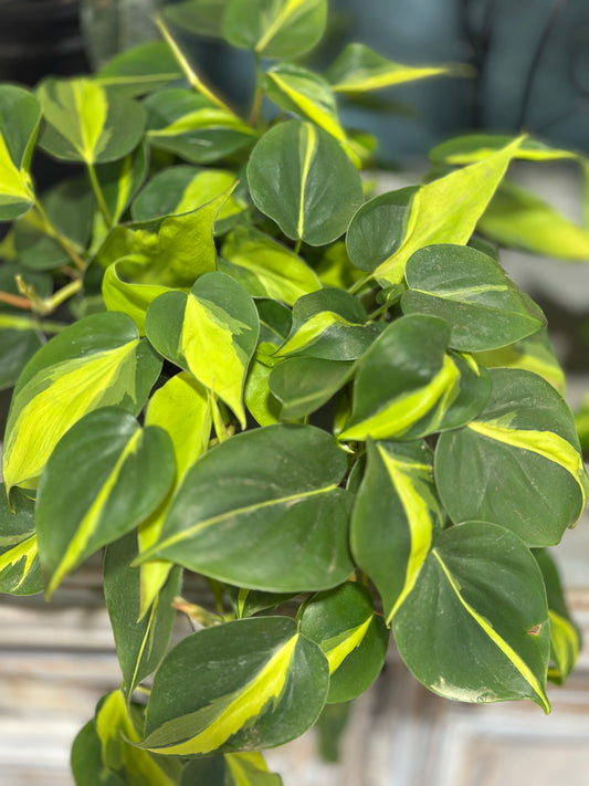 6'' Philodendron Brasil
