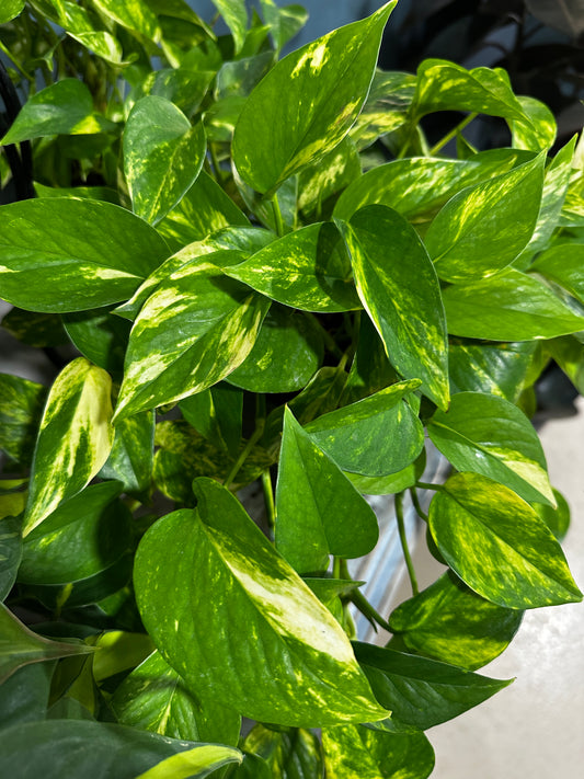 6'' Pothos Golden Jiboia